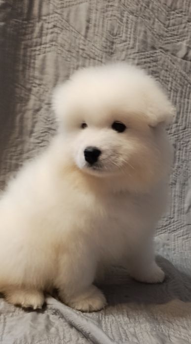 Samojed samoyed suczka FCI, badania DNA