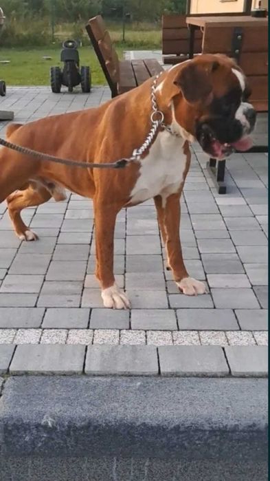 Zapowiedz miotu Bokser Wrzesień