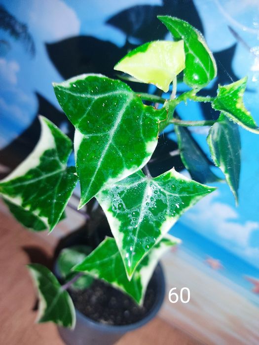 Генура варієгатна, есхінантус, цисус, маранта