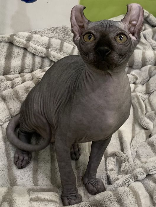 Ельфики канадики