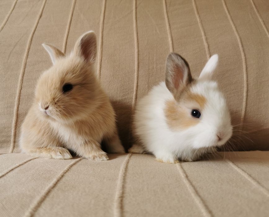 Coelhos anões mini + gaiola nova + alimentação adequada
