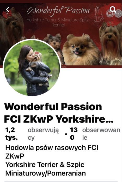 1,8kg dorosły piesek York yorkshire terrier FCI ZKwP. Po Championie PL