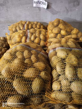 Ziemniaki Młode hurt detal ranomi exelency gala duże ilości