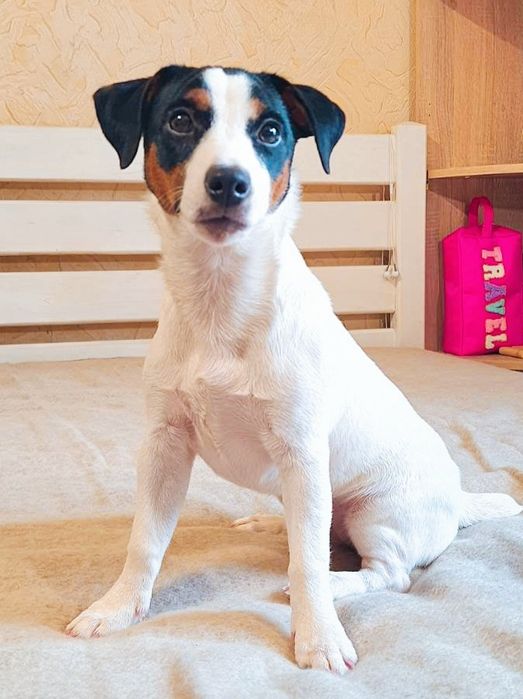 Ніжна та чудова дівчинка Джек Рассел тер'єр триколор!!!