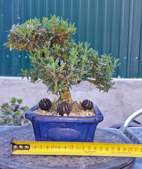 Bonsai Buxus Harlandii