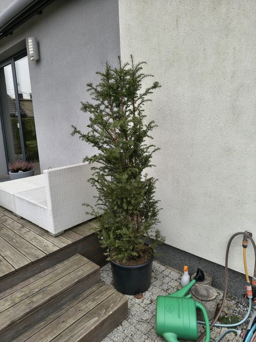 Cis 180-190cm w doniczkach