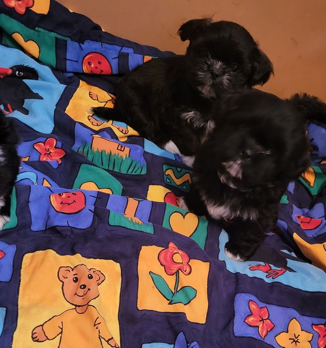 Shih-tzu shihtzu pies samiec z  rodowodem