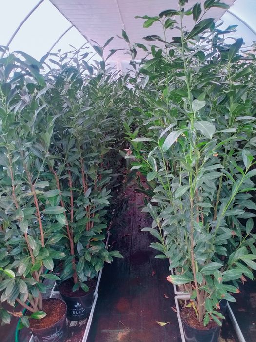 Laurowiśnia odmiana Elly