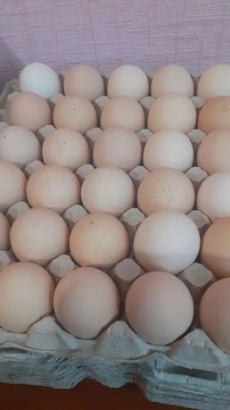 Инкубационное яйцо бройлер кобб 500 росс 308