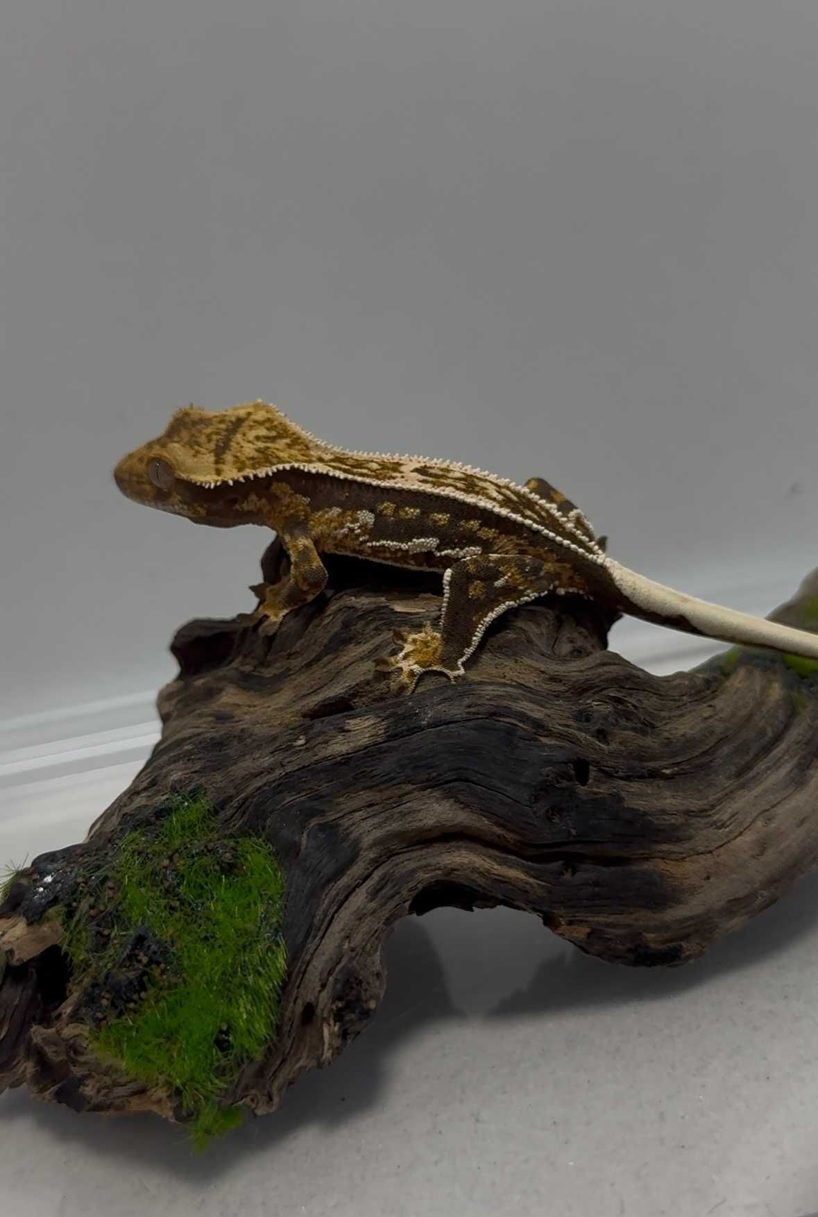 gekon orzęsiony sklep zoologiczny GRUBY KOCUR rzeszów