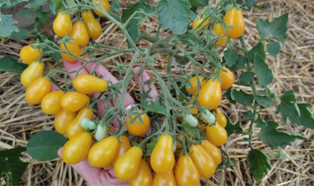 Nasiona pomidorow Marta, megagroniaste i inne
