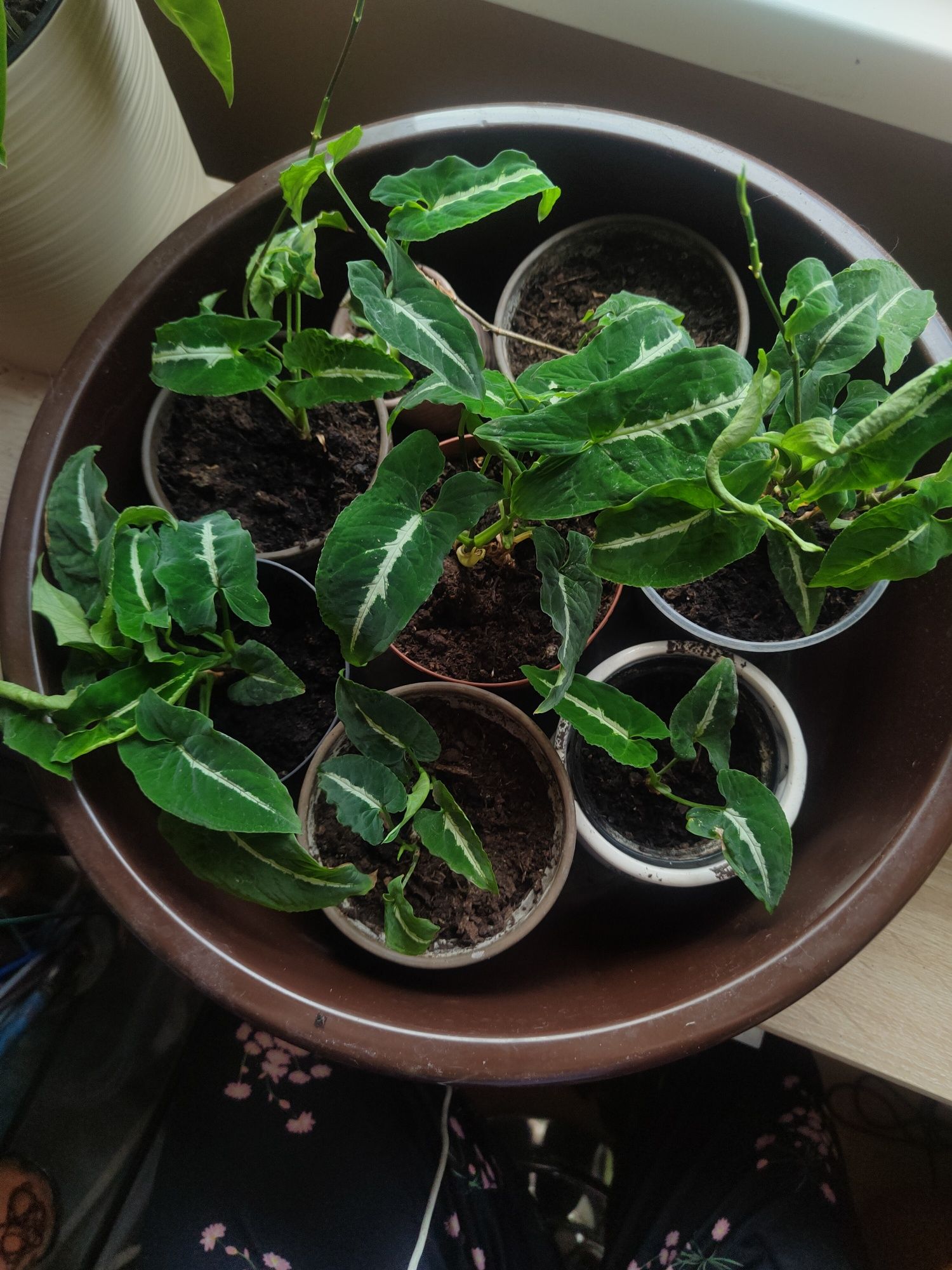 Syngonium wendlandii