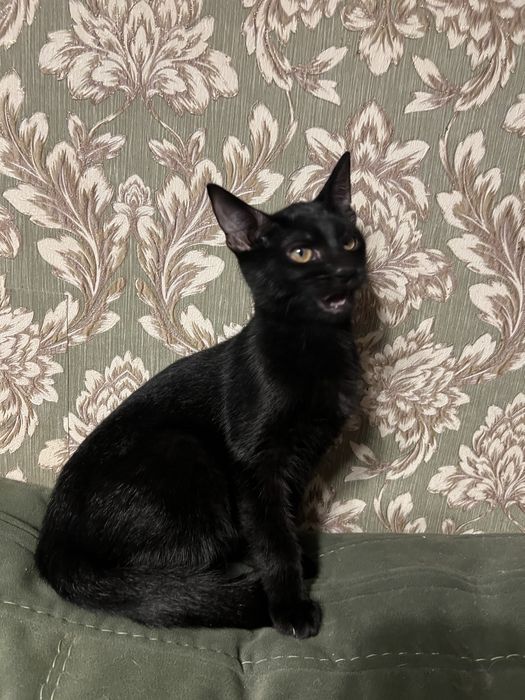 Котенок ищет семью и дом