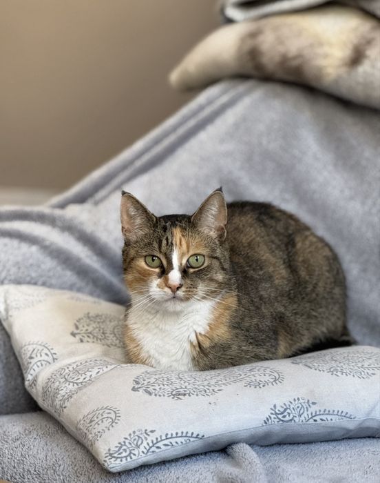 Zaginęła Kotka! Świecie Klasztorna