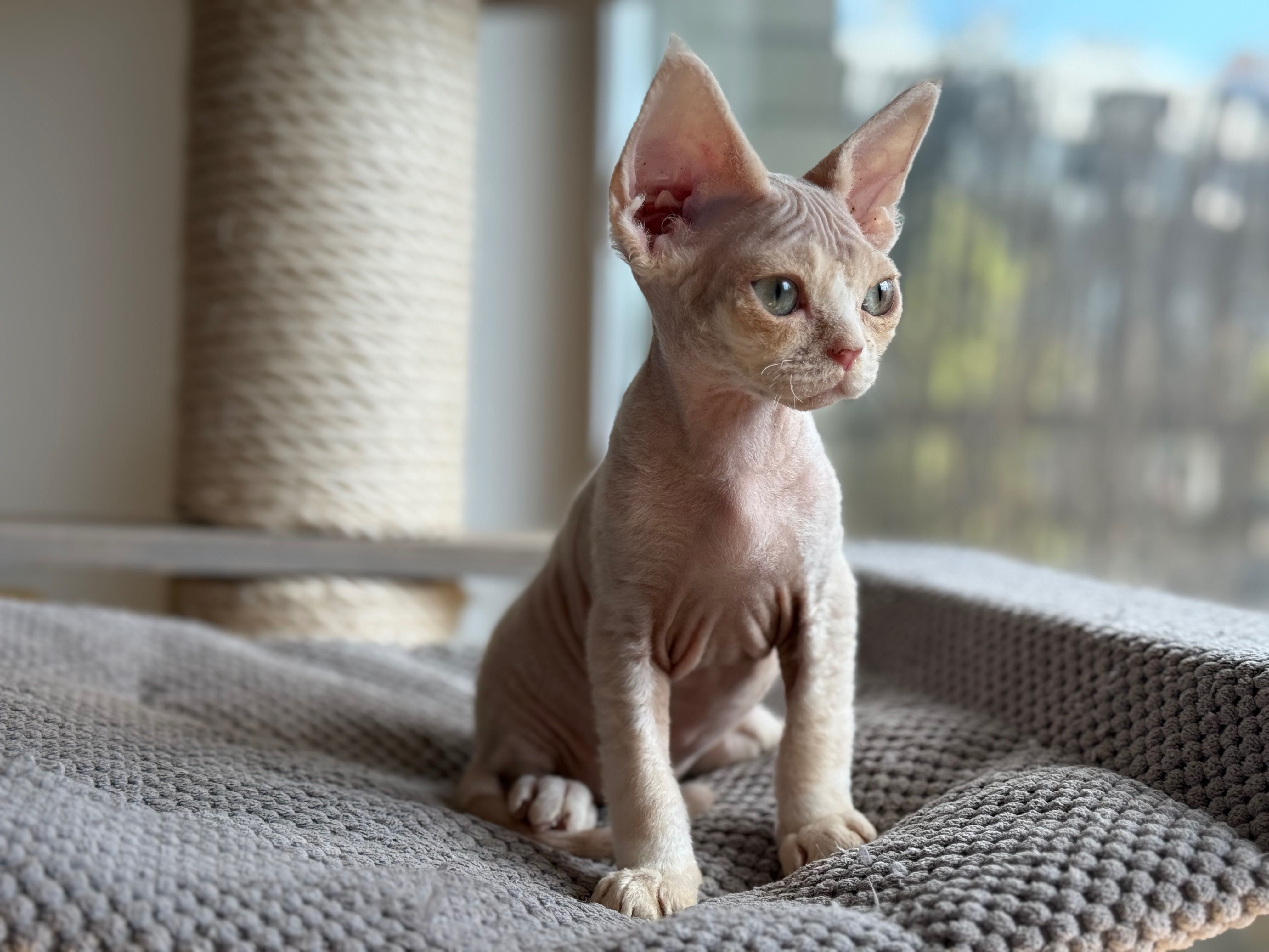 Chłopiec Devon Rex Warszawa