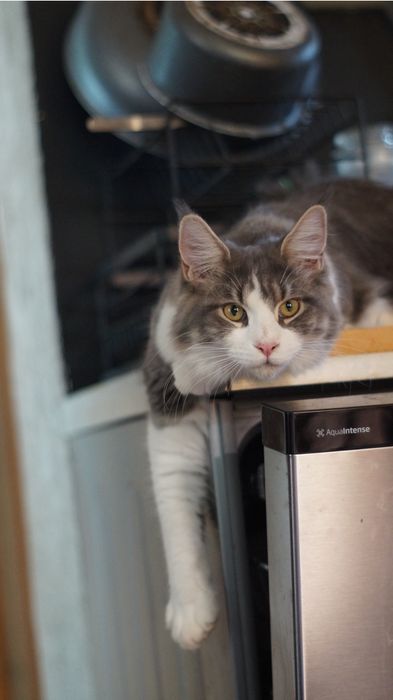 Kotka Maine Coon FPL