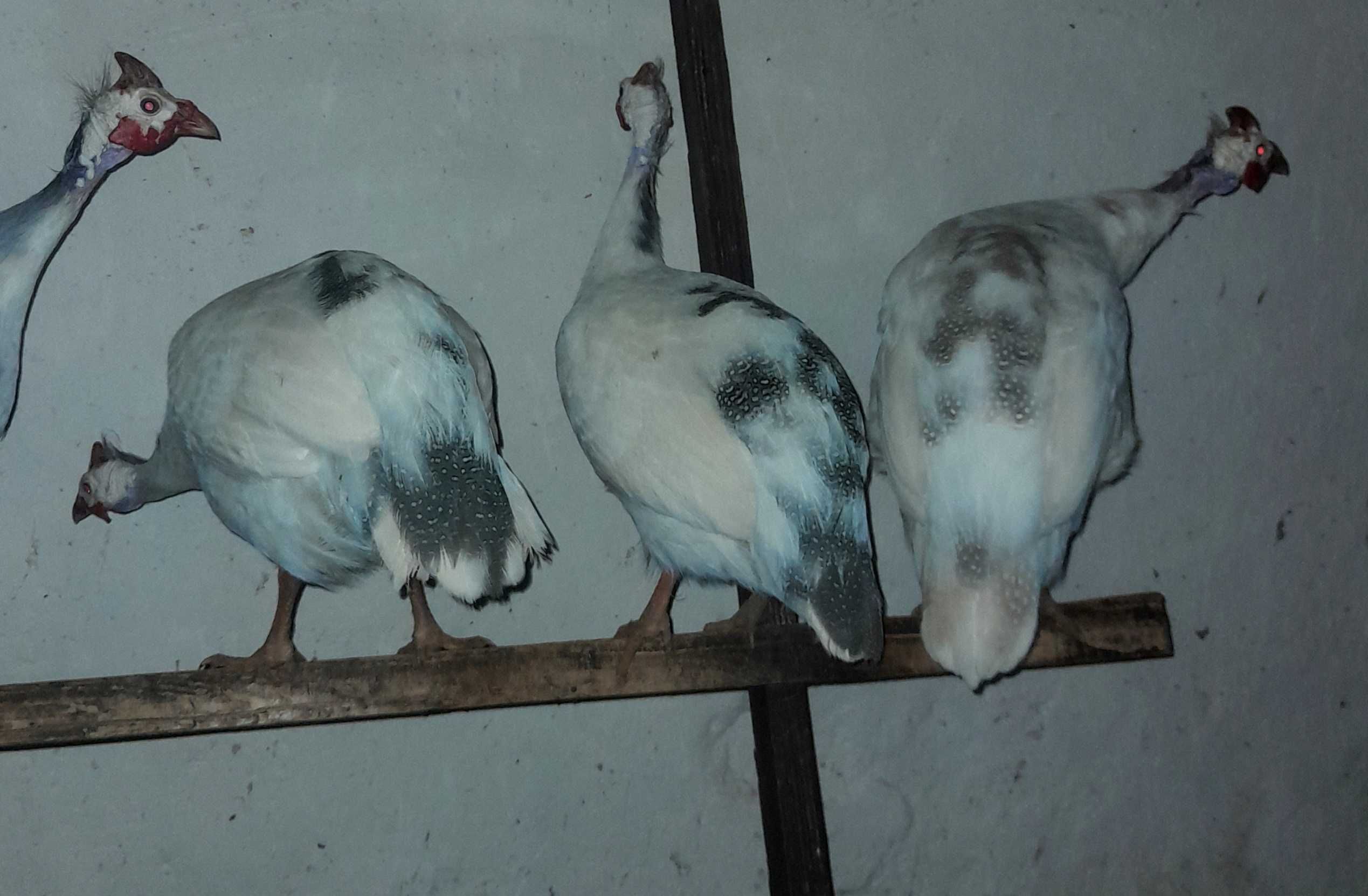 Jaja lęgowe perliczek , perliczki  mocny szek i pinto