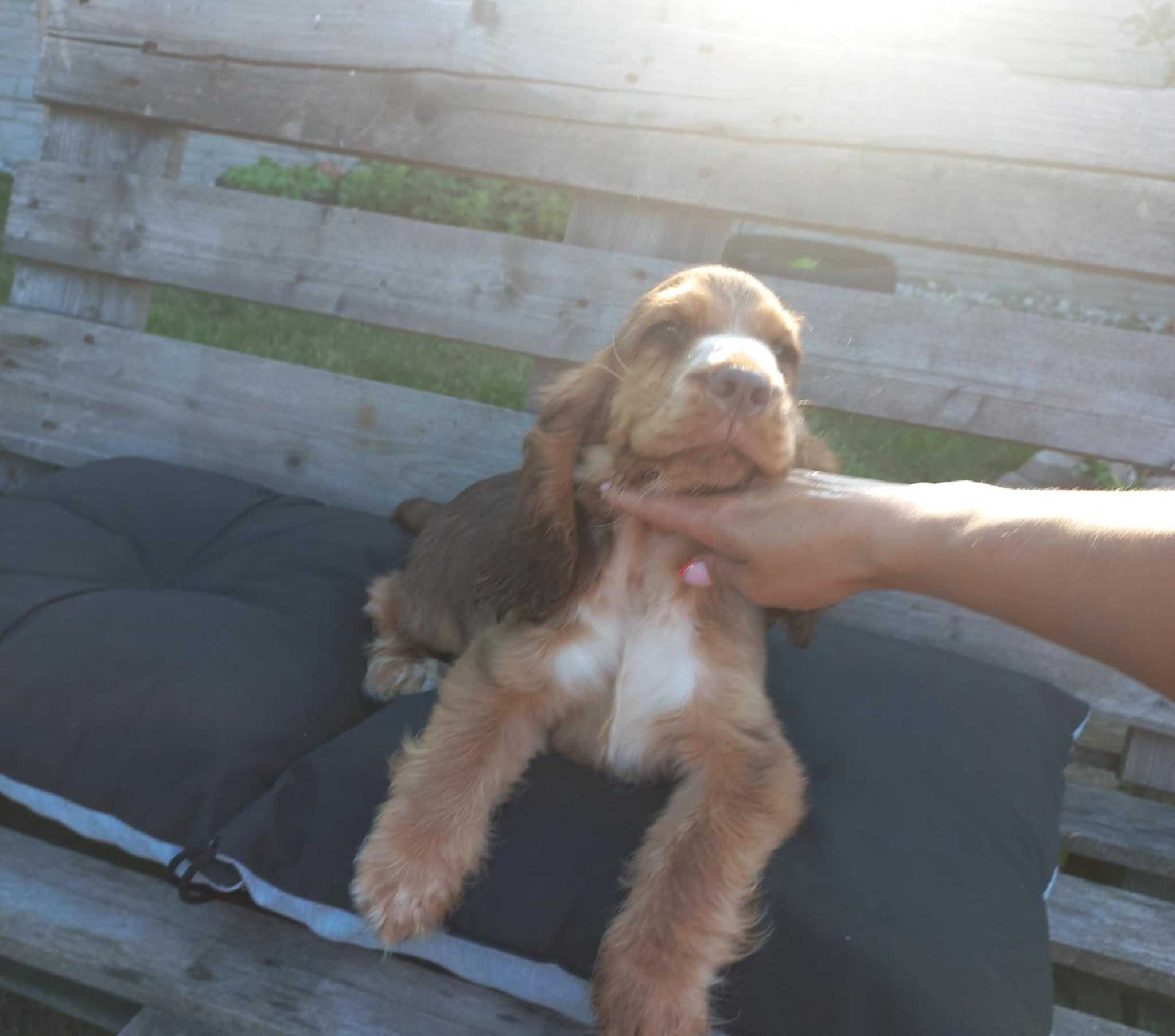 Cocker Spaniel Angielski Piesek