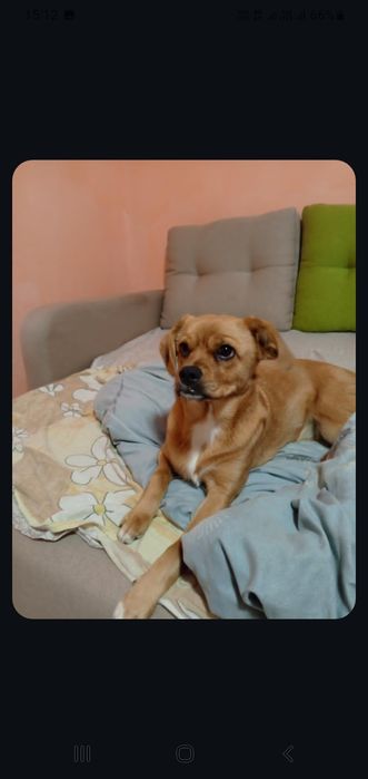 Віддам в добрі руки