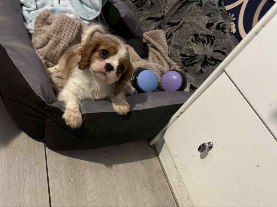 Cavalier king charles spaniel