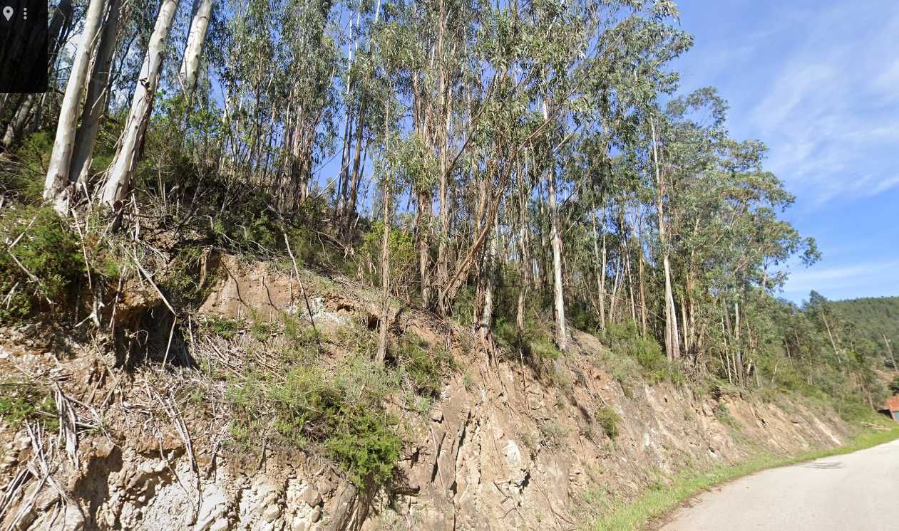 Terrenos florestais próximos de Anadia