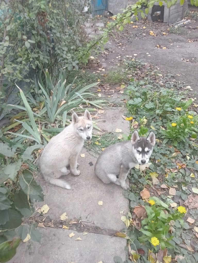 Продам собаченят