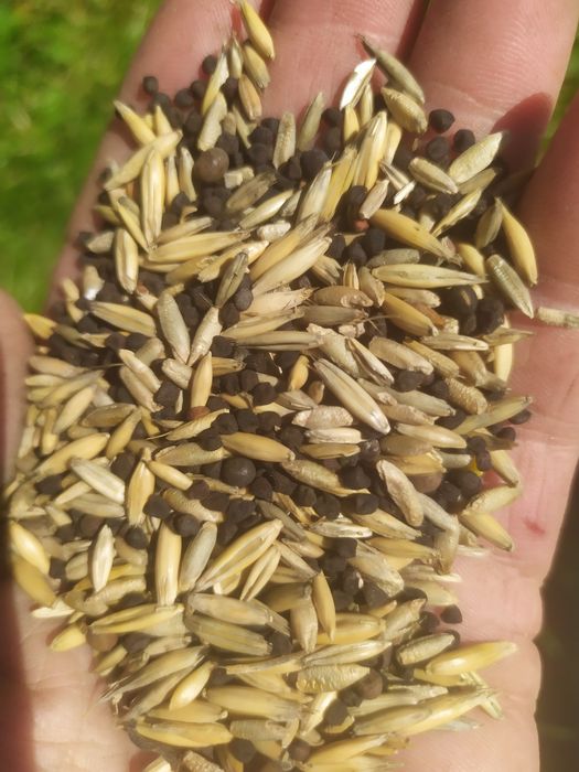 Wyka, Żyto, Owies - mieszanka idealna na poplon lub pasze dla zwierząt