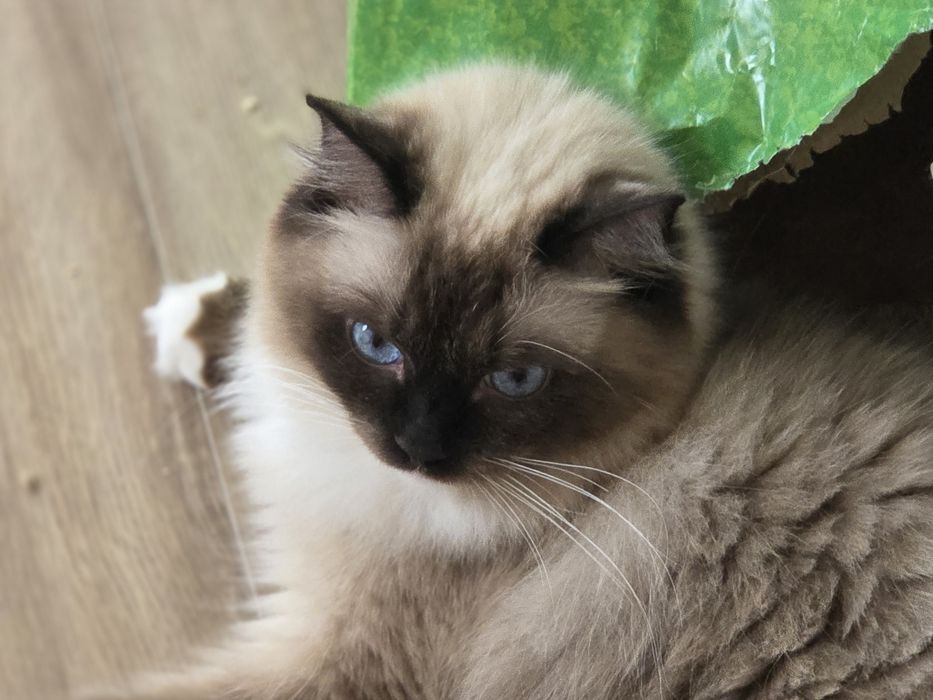 Kotka RAGDOLL z rodowodem FPL