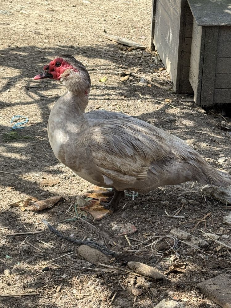 Pato adulto excelente a galar