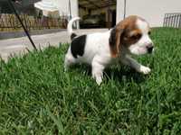 Beagle bebé super simpatico