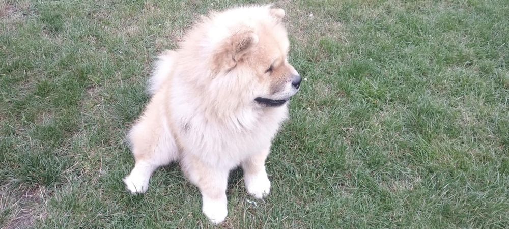 Pies chow chow *reproduktor*