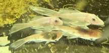 Glonojad  L144 - Snow White Longfin