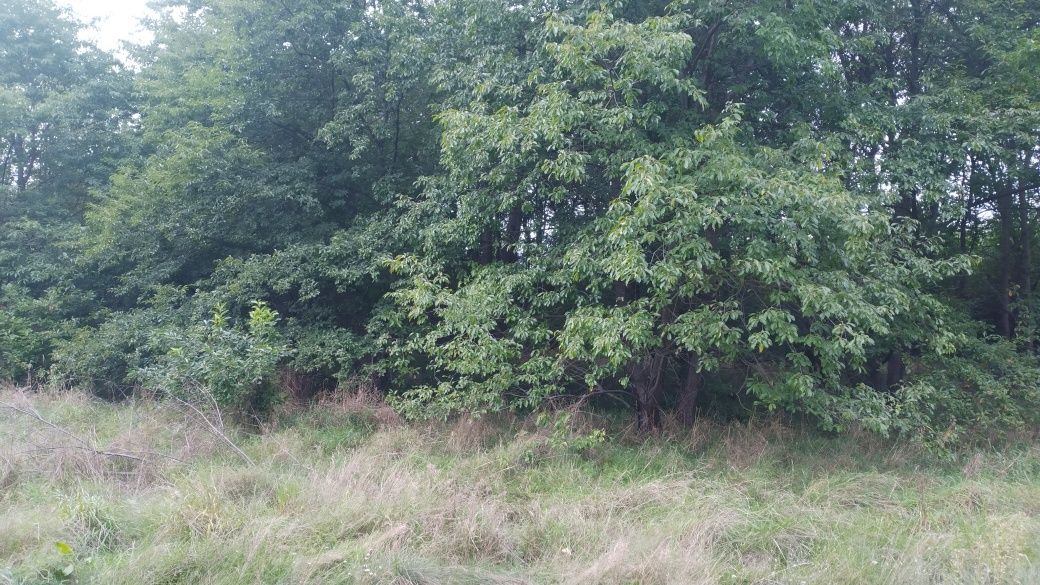 wycinka drzew za drewno usługi rębakiem utylizacja bioodpadów gałęzi