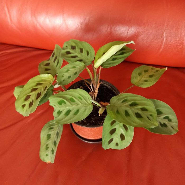 Маранта Керховена