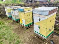 Продам бджолосімʼї пчел