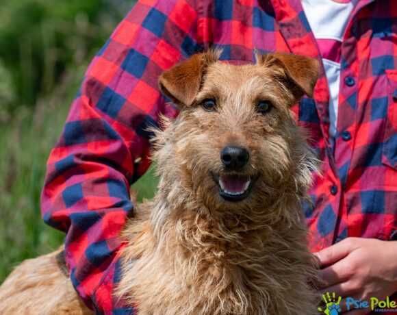 Miły, przyjacielski psiak TROLUŚ ogląda się za domkiem!