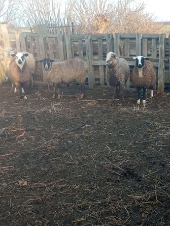 Продам вівці баран