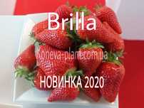 Фриго Россада, Саджанці, Саженцы клубники Брила, альба, ами,!