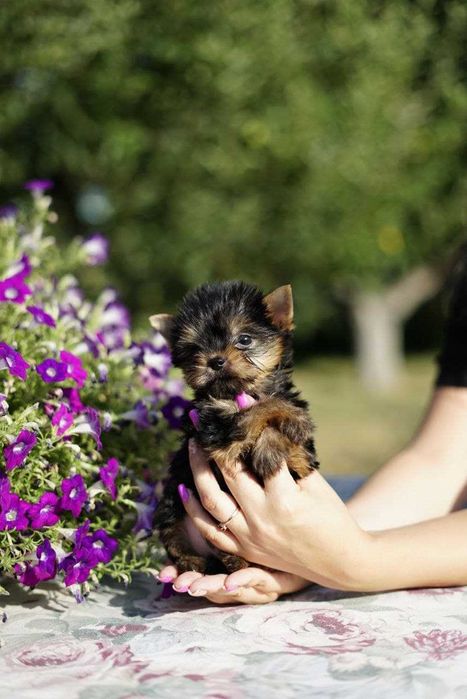 Хлопчики та дівчатка йорки