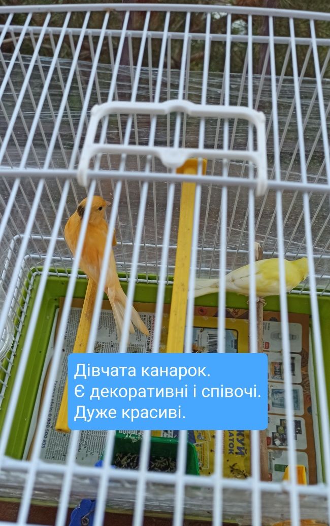 Клетки для кенара