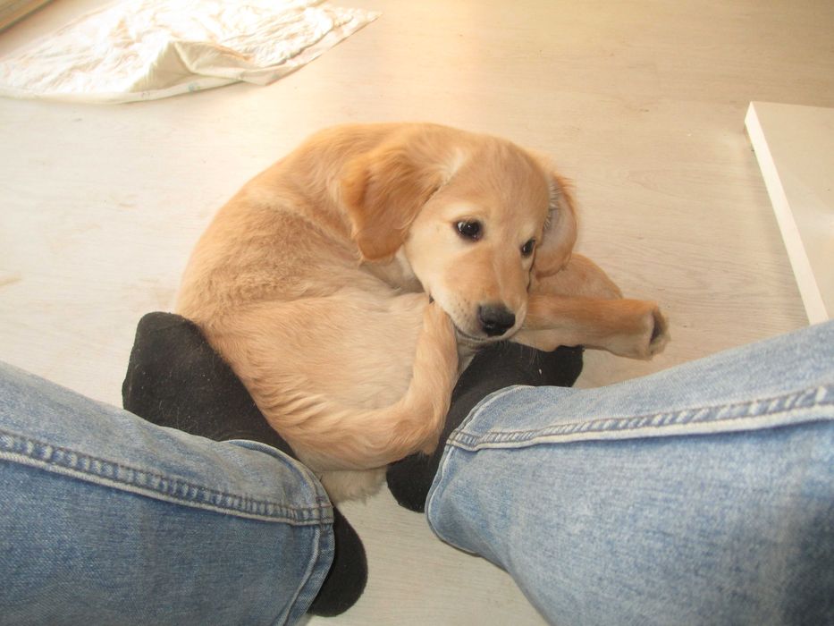 Szczeniak piesek GOLDEN RETRIEVER