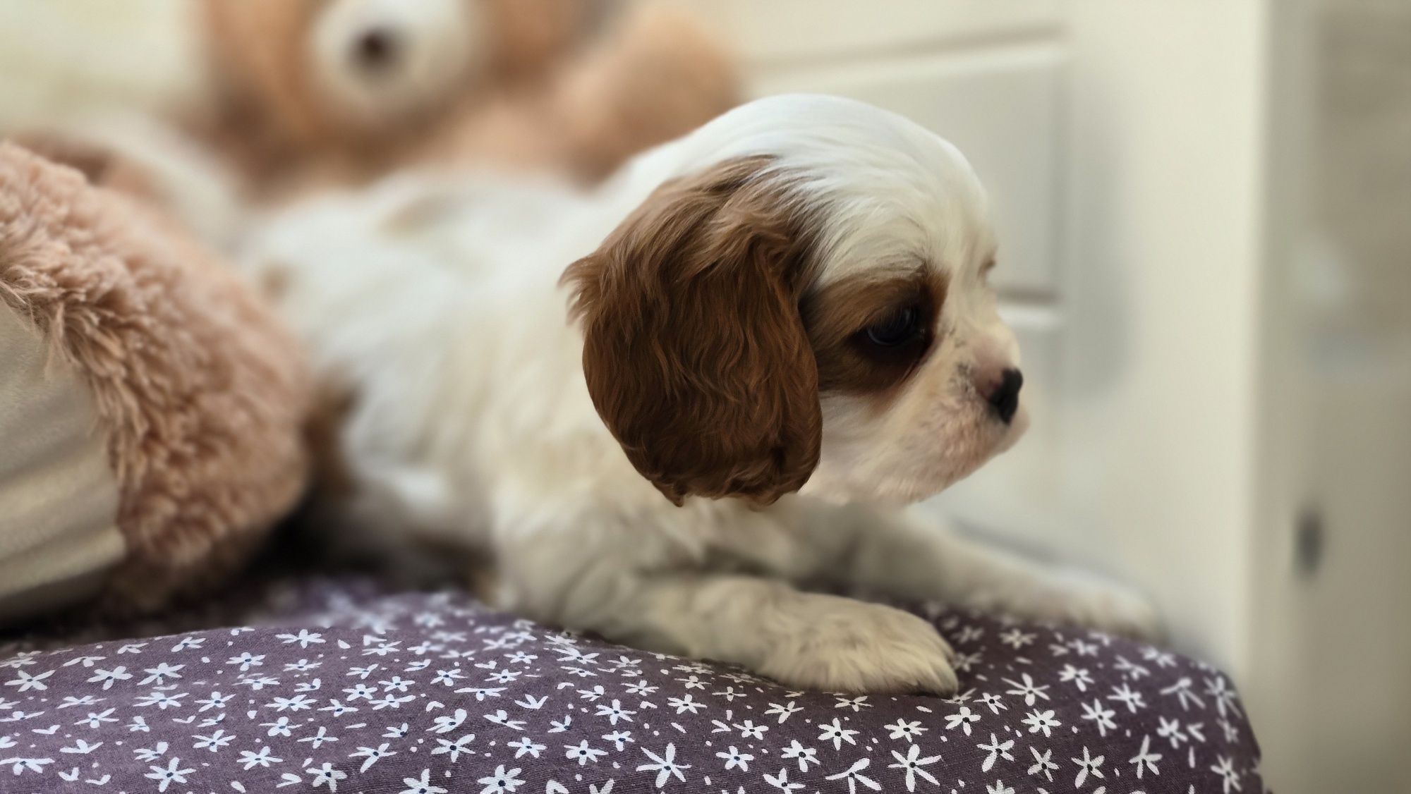 Cavalier king charles spaniel, chłopczyk