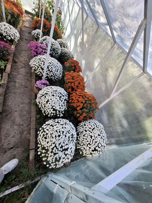 Sprzedam chryzantemy