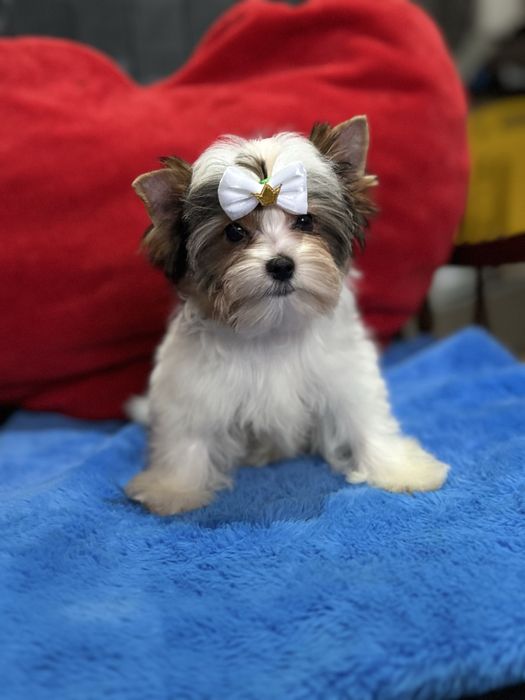 Міні малюк Бівер Йорк.КСУ.Привитий.