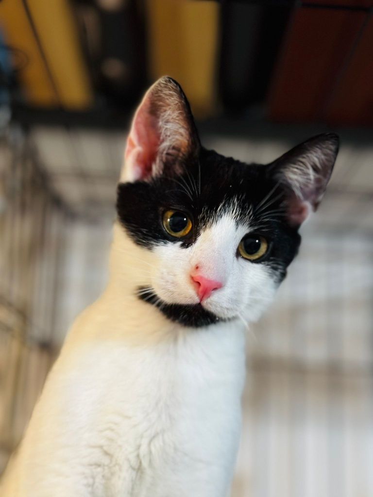 Kociaki do adopcji
