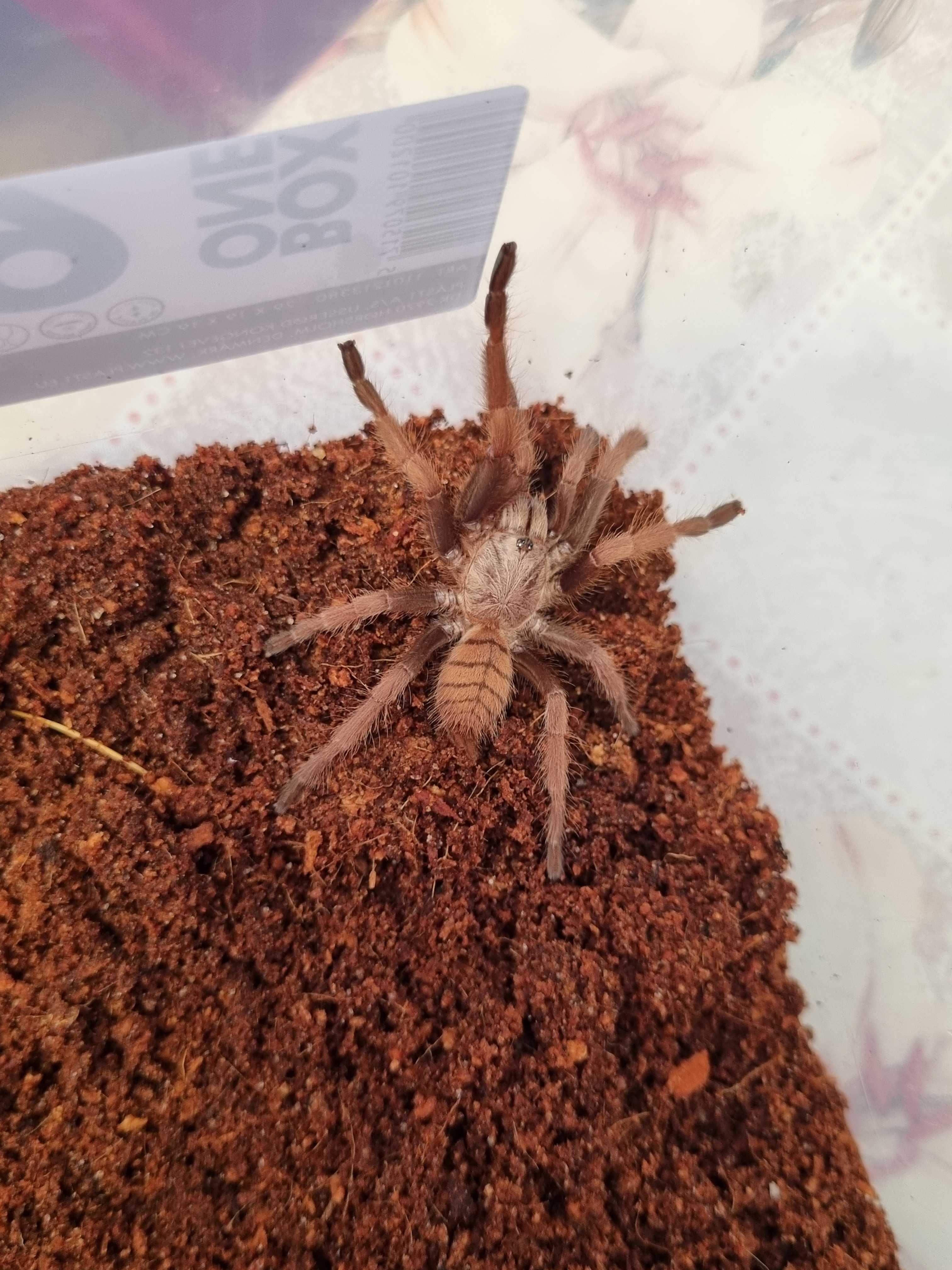 Ptasznik Chilobrachys fimbriatus samica | pająk | Petmarket