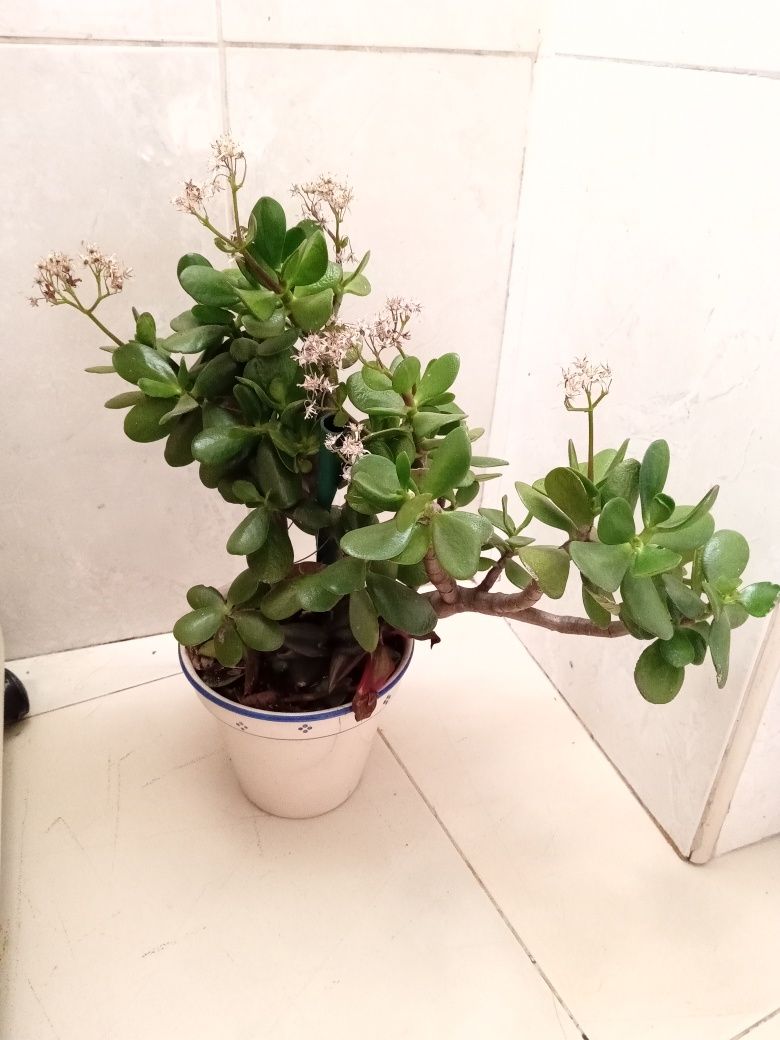 Planta natural árvore de Jade