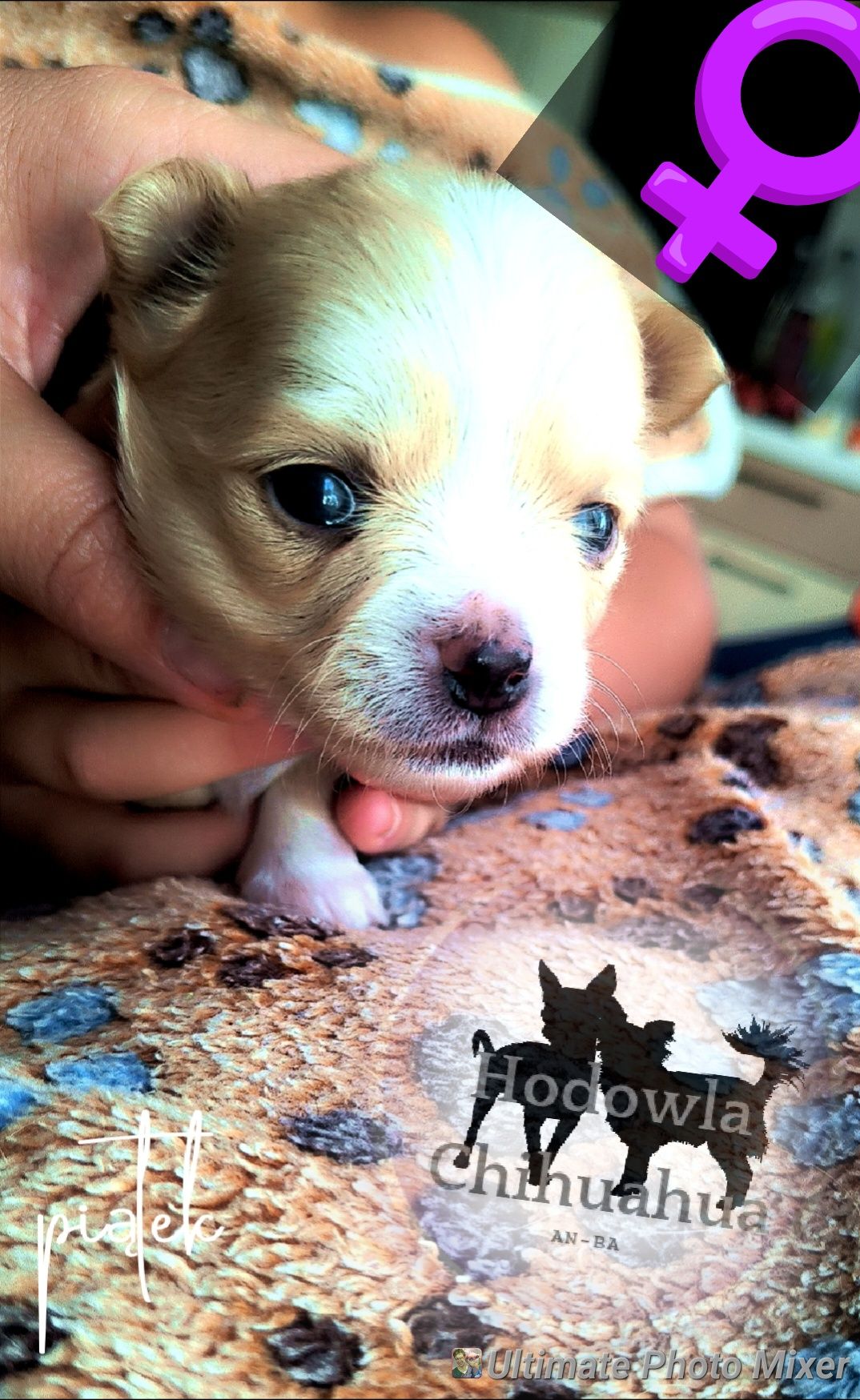 Sunia chihuahua długowłosa