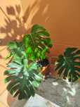 Monstera planta natural Costela de Adão