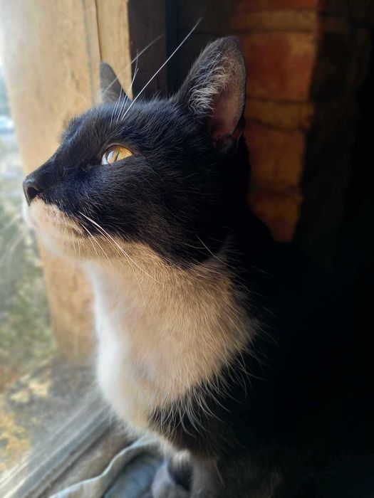 Emi - spokojna i kochająca bliskość oraz dotyk osierocona kotka